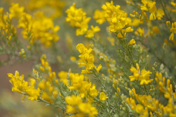 Flora von gran canaria - genista microphylla — Stockfoto