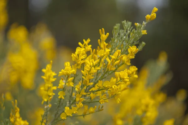 Flore de Gran Canaria - Genista microphylla — Photo