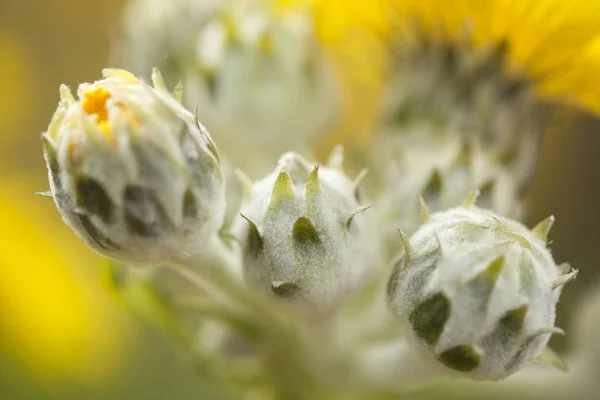 Flora van Gran Canaria - melkdistel acaulis — Stockfoto
