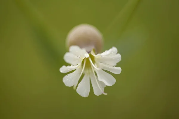 Flora av Gran Canaria-Silene vulgaris — Stockfoto