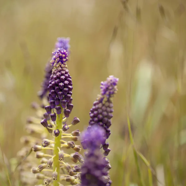 Flora av Gran Canaria-blommande Leopoldia comosa — Stockfoto