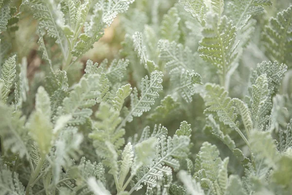 Flora z gran canaria - tanacetum ptarmiciflorum — Stock fotografie