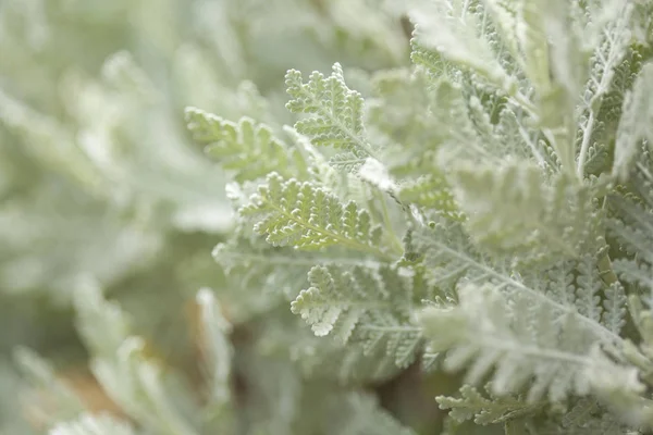 Flora of Gran Canaria - Tanacetum ptarmiciflorum — Stock Photo, Image