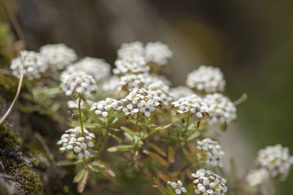 Flora of Gran Canaria - Lobularia canariensis — Stock Photo, Image
