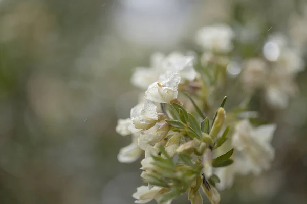 Flora de Gran Canaria - árbol lucern — Foto de Stock