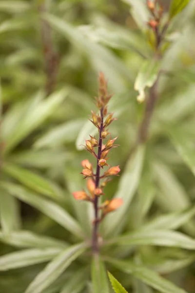 Flora de Gran Canaria - Isoplexis isabelliana — Fotografia de Stock