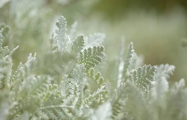 Flora de Gran Canaria - Tanacetum ptarmiciflorum — Fotografia de Stock