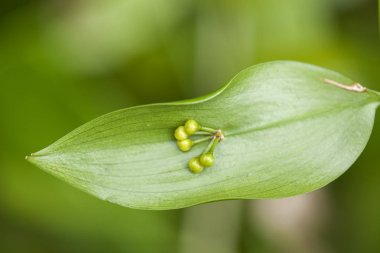 Gran Canaria Flora - Semele gayae 