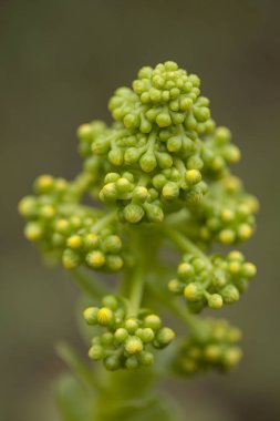 Gran Canaria Flora - Aeonium undulatum