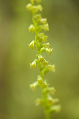 Gran Canaria Florası - Gennaria diphylla