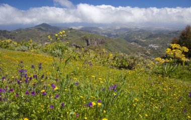 Gran Canaria çiçek