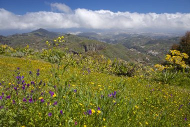 Gran Canaria çiçek