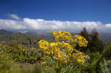 Gran Canaria çiçek