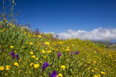 Gran Canaria çiçek