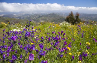 Gran Canaria çiçek