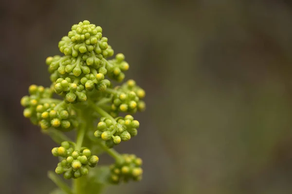 Gran Canaria növényvilága-Aeonium undulatum — Stock Fotó