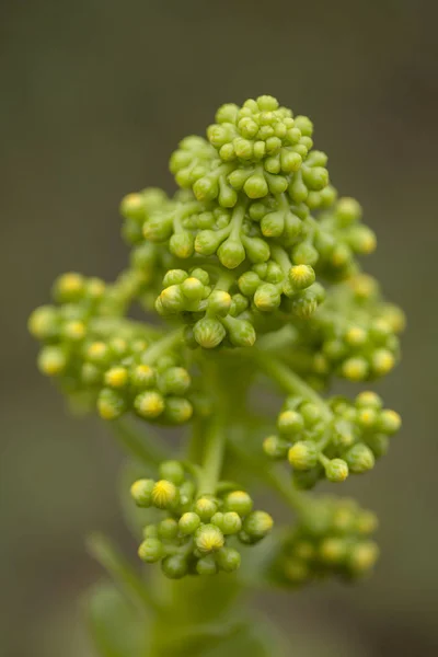 Flora Gran Canaria-Aeonium undulatum — Stock fotografie