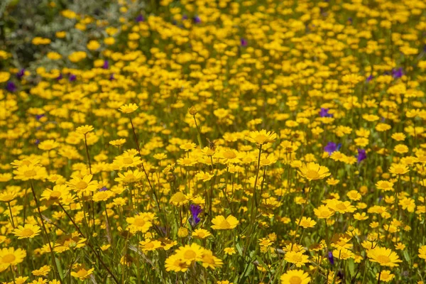 Gran Canaria em flor — Fotografia de Stock