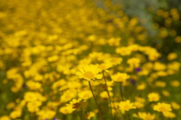 Gran Canaria çiçek — Stok fotoğraf