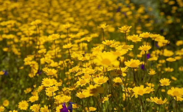 花のグラン・カナリア — ストック写真