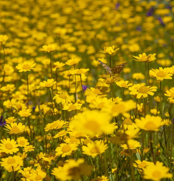 Gran Canaria em flor — Fotografia de Stock