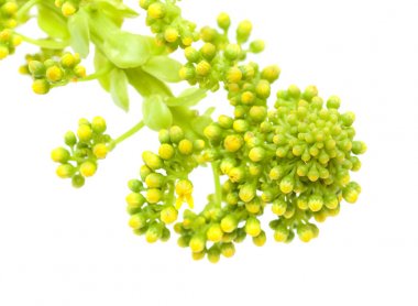 Gran Canaria Flora - Aeonium undulatum