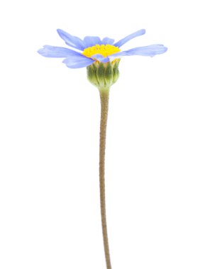 blue daisy bush flower clipart