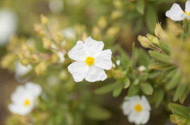 Gran Canaria Flora - Montpellier cistus