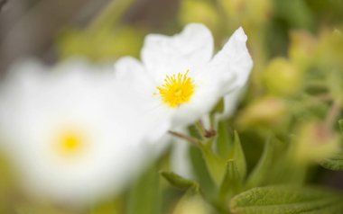 Flora of Gran Canaria - Montpellier cistus clipart