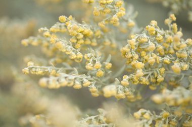 Flora of Gran Canaria -  Artemisia thuscula clipart