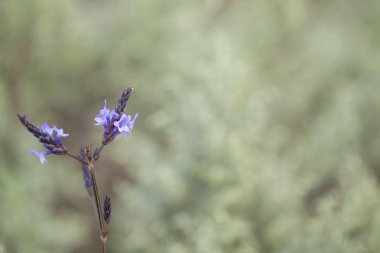 Gran Canaria Flora - lavander çiçeklenme