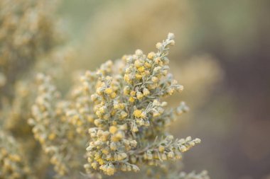 Gran Canaria Flora - Artemisia thuscula