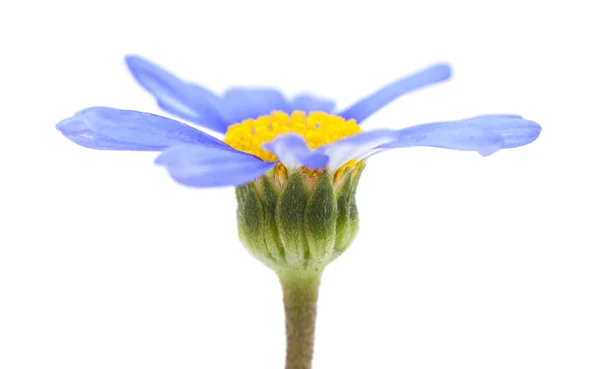 蓝色雏菊灌木花 — 图库照片