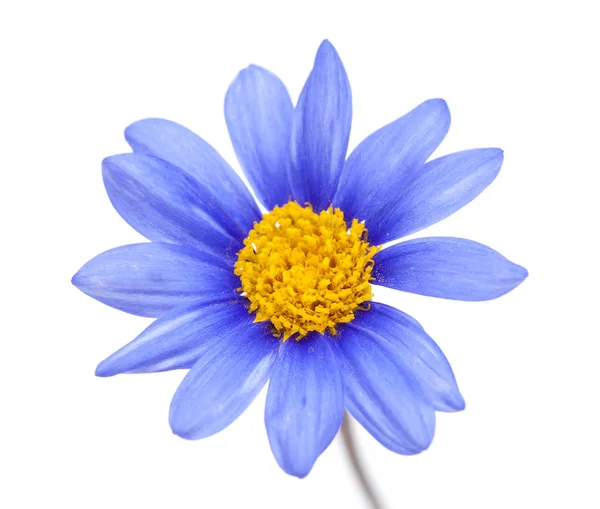 Flor de arbusto margarida azul — Fotografia de Stock