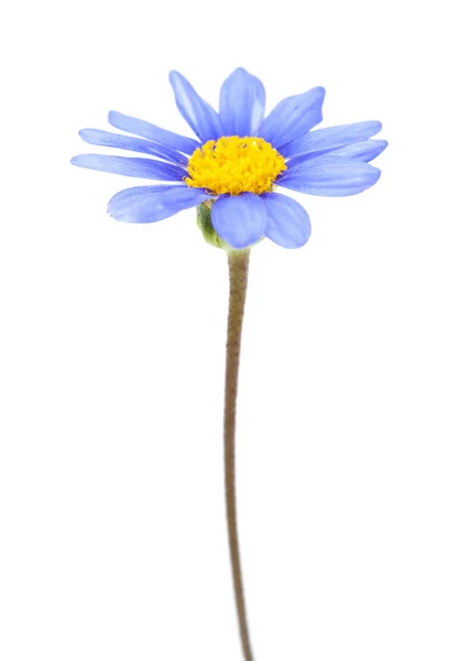 Bleu marguerite buisson fleur — Photo