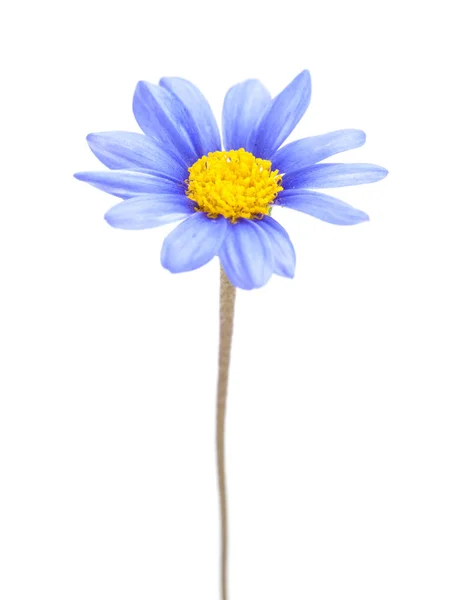 Bleu marguerite buisson fleur — Photo