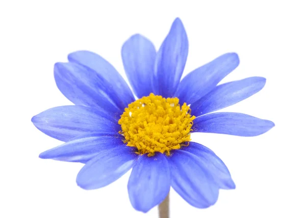 蓝色雏菊灌木花 — 图库照片