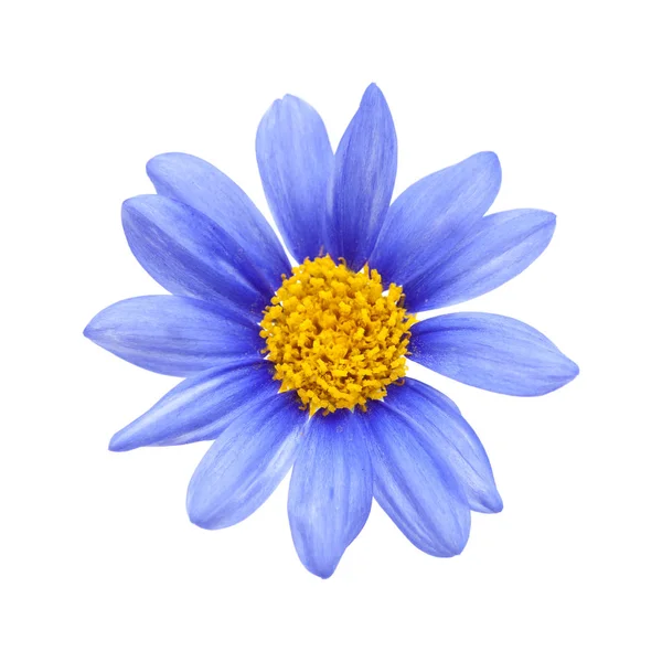 Blå Daisy Bush blomma — Stockfoto