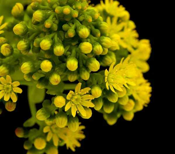 Flora Gran Canaria-Aeonium undulatum — — Zdjęcie stockowe