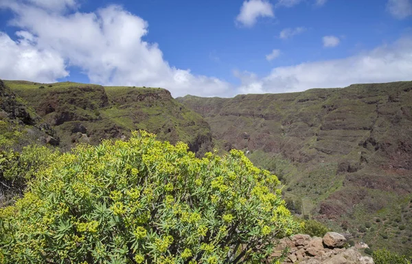 Gran Canaria, kwiecień — Zdjęcie stockowe