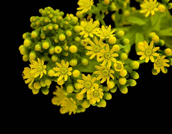 Flora de Gran Canaria - Aeonium undulatum —  Fotos de Stock