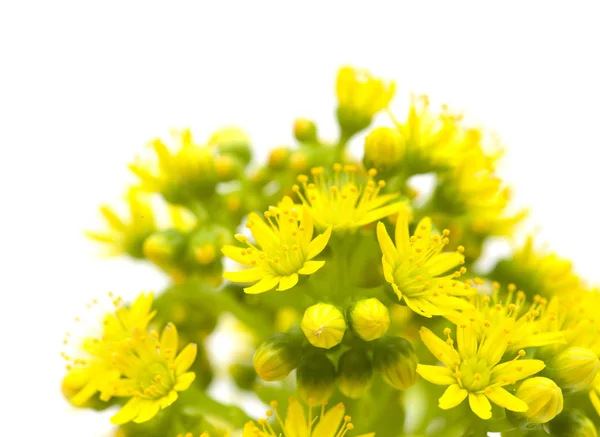 Gran Canaria Flora - Aeonium undulatum — Stok fotoğraf