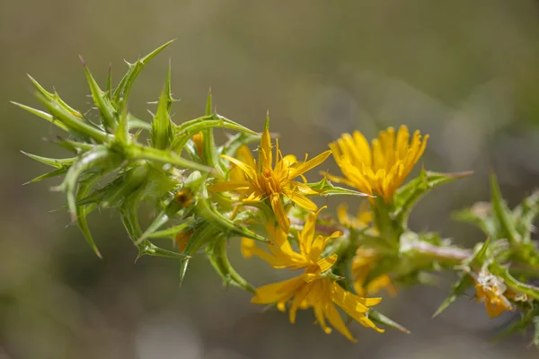 Flora von Gran Canaria - scolymus grandiflorus — Stockfoto