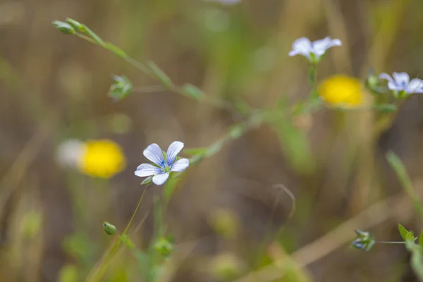 Flora of Gran Canaria - flax flowers — Stock Photo, Image