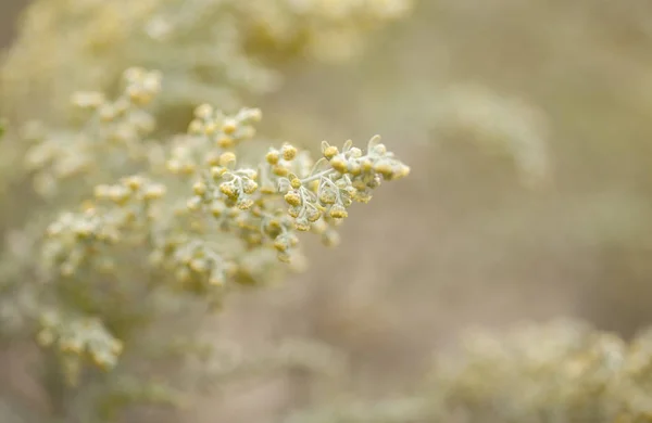 Flore de Gran Canaria - Artemisia thuscula — Photo