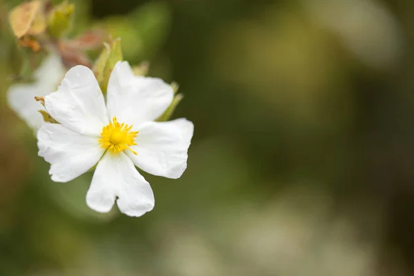 Flora of Gran Canaria - Montpellier cistus — Stock Photo, Image