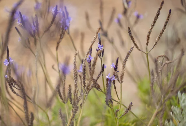 Flora von Gran Canaria - kanarischer Lavendel — Stockfoto