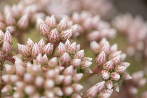 Flora de Gran Canaria - botões cor-de-rosa de plantas suculentas Aeónio — Fotografia de Stock