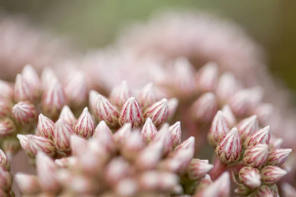 Flora de Gran Canaria - capullos rosados de planta suculenta Aeonium — Foto de Stock