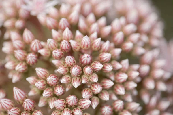 Flora de Gran Canaria - botões cor-de-rosa de plantas suculentas Aeónio — Fotografia de Stock